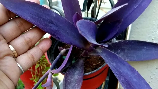 how to keep purple heart purple